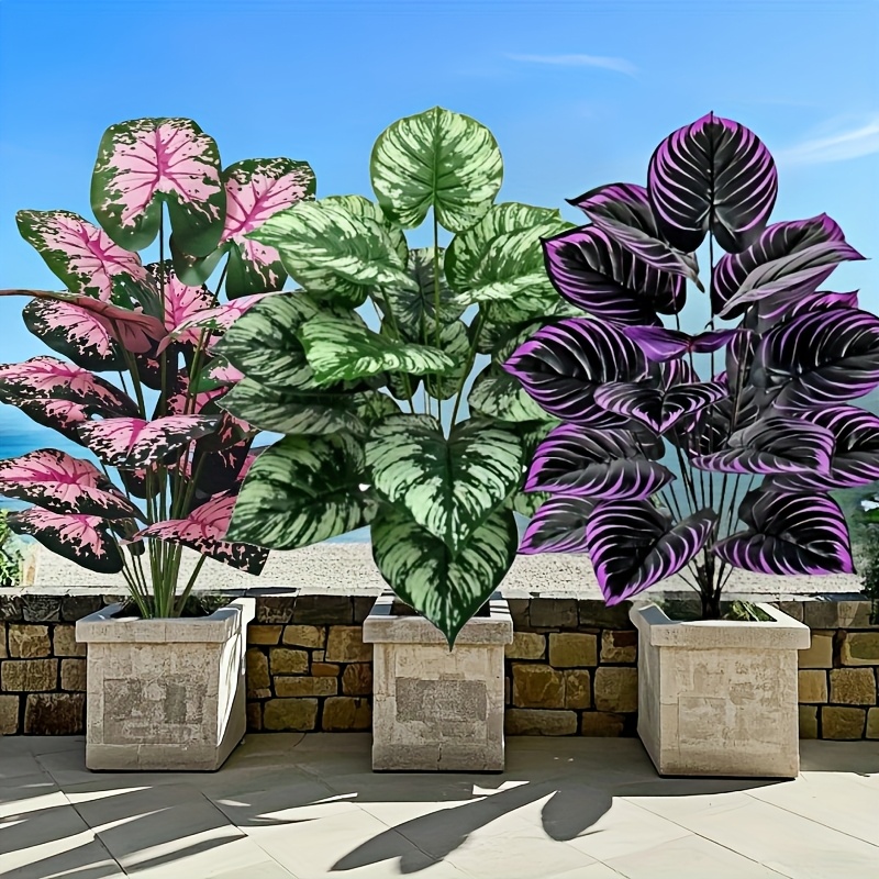 Snake Plant - 3 pz 60 cm Grande Pianta
