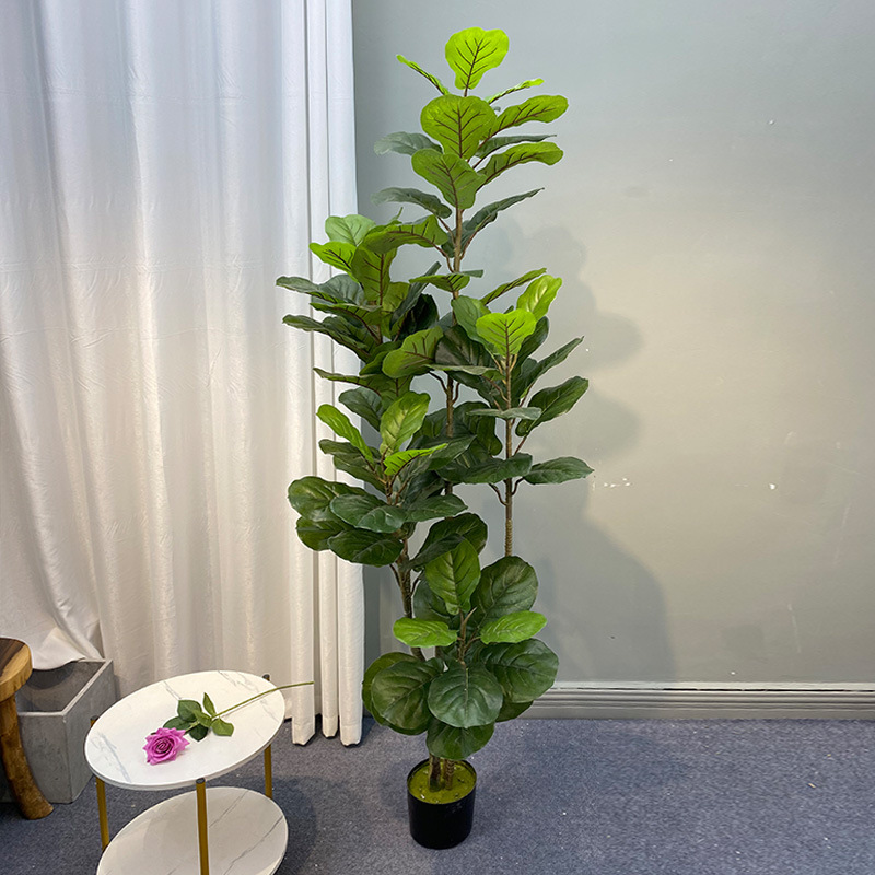 Fiddle Leaf Fig - 59in grande albero di Ficus piante