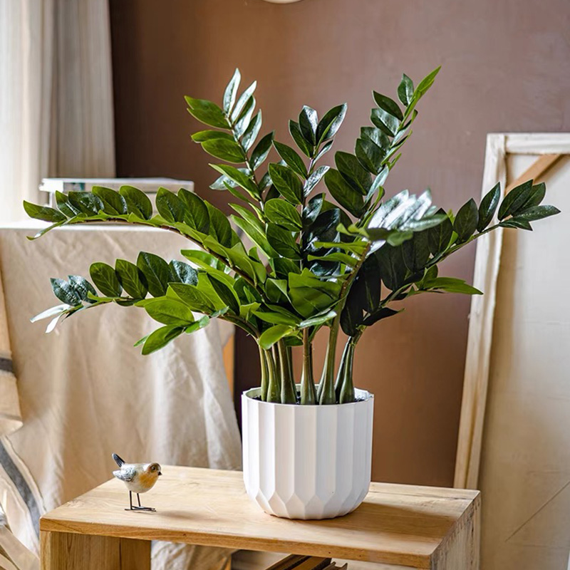 Snake Plant - 25in Tropical grandi piante di Ficus
