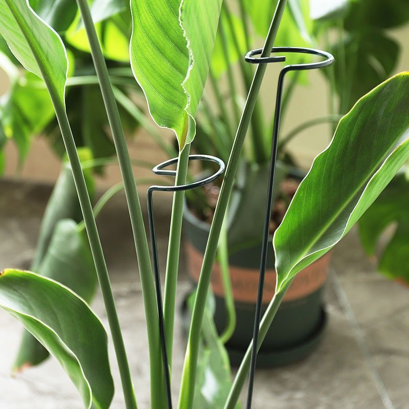 1/10pcs Supporto da giardino P - Plant Support Stake recensione e prezzo