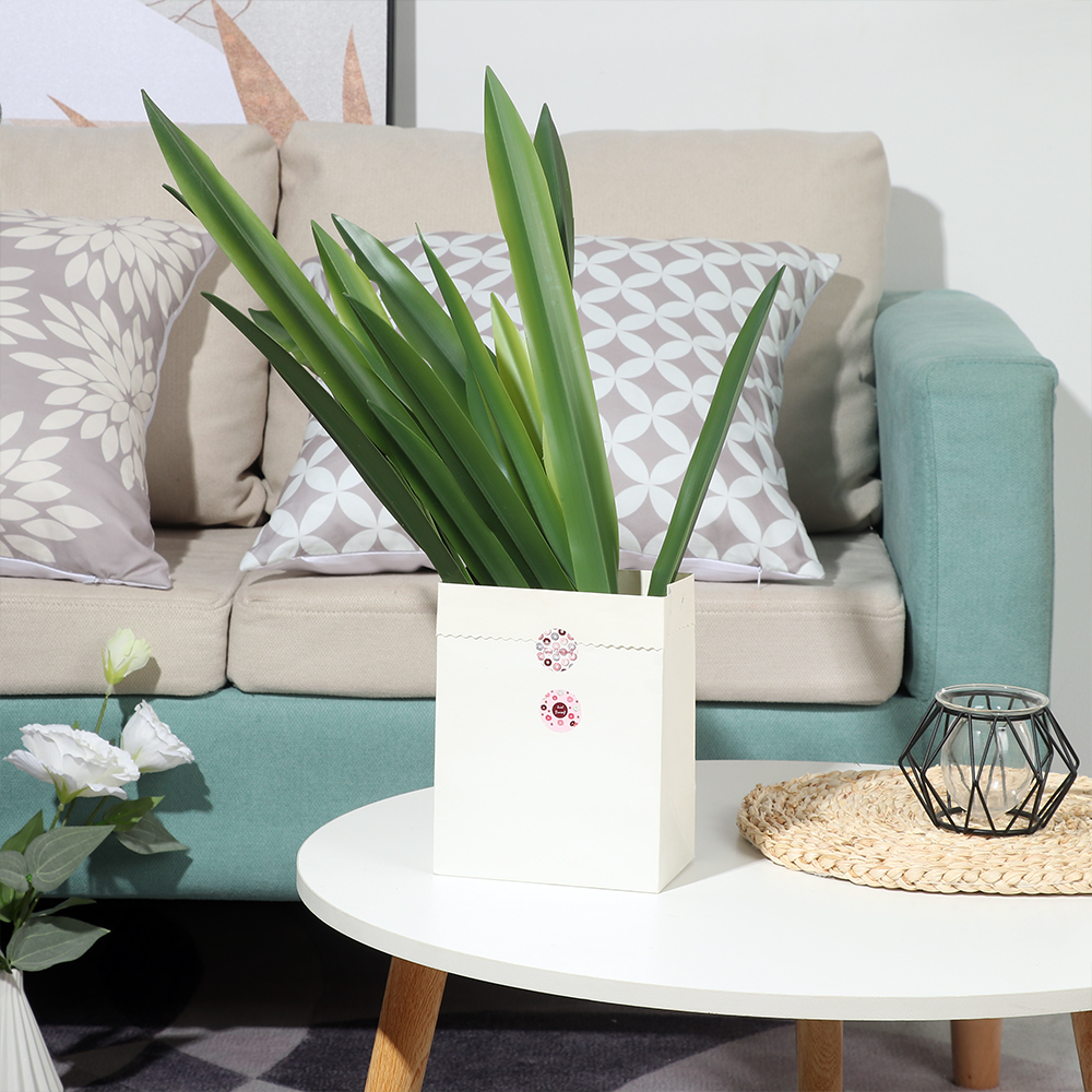 Forniture per feste decorazion - Snake Plant recensione e prezzo