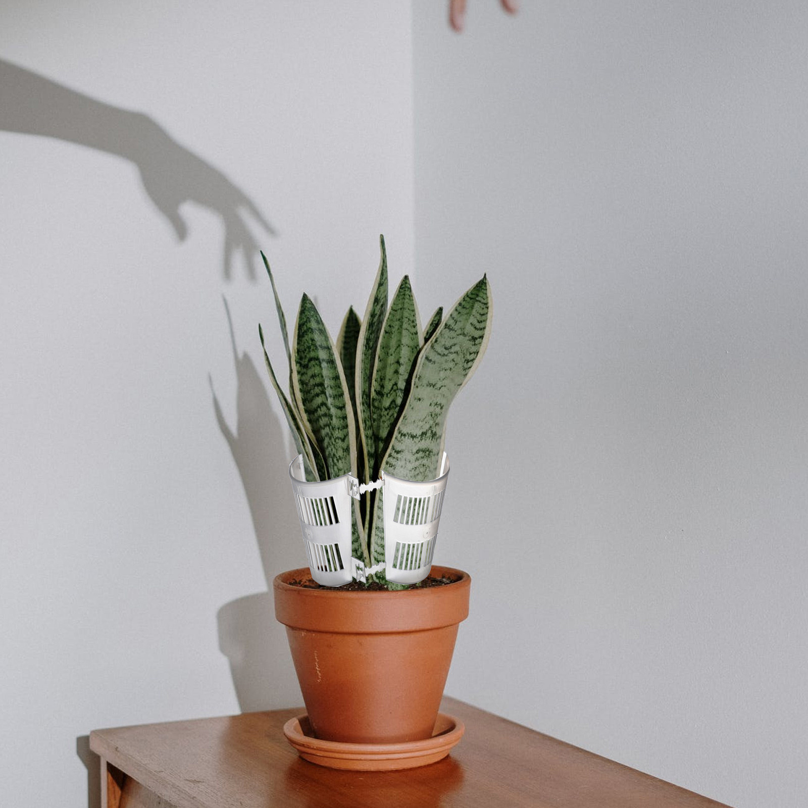 10 vasi trasparenti per il con - Plant Pot recensione e prezzo