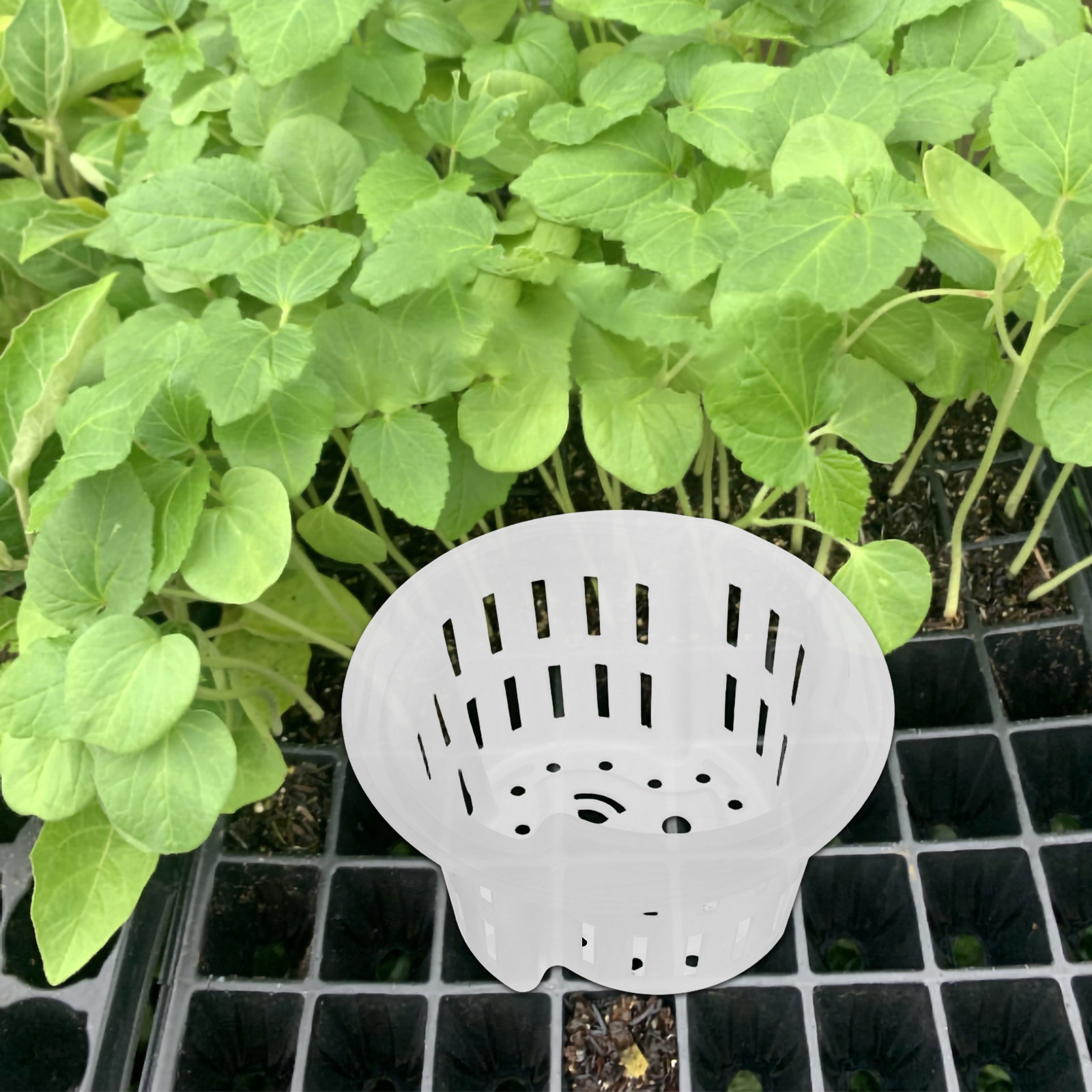 4 vasi per piante idroponiche, - Indoor Plants recensione e prezzo
