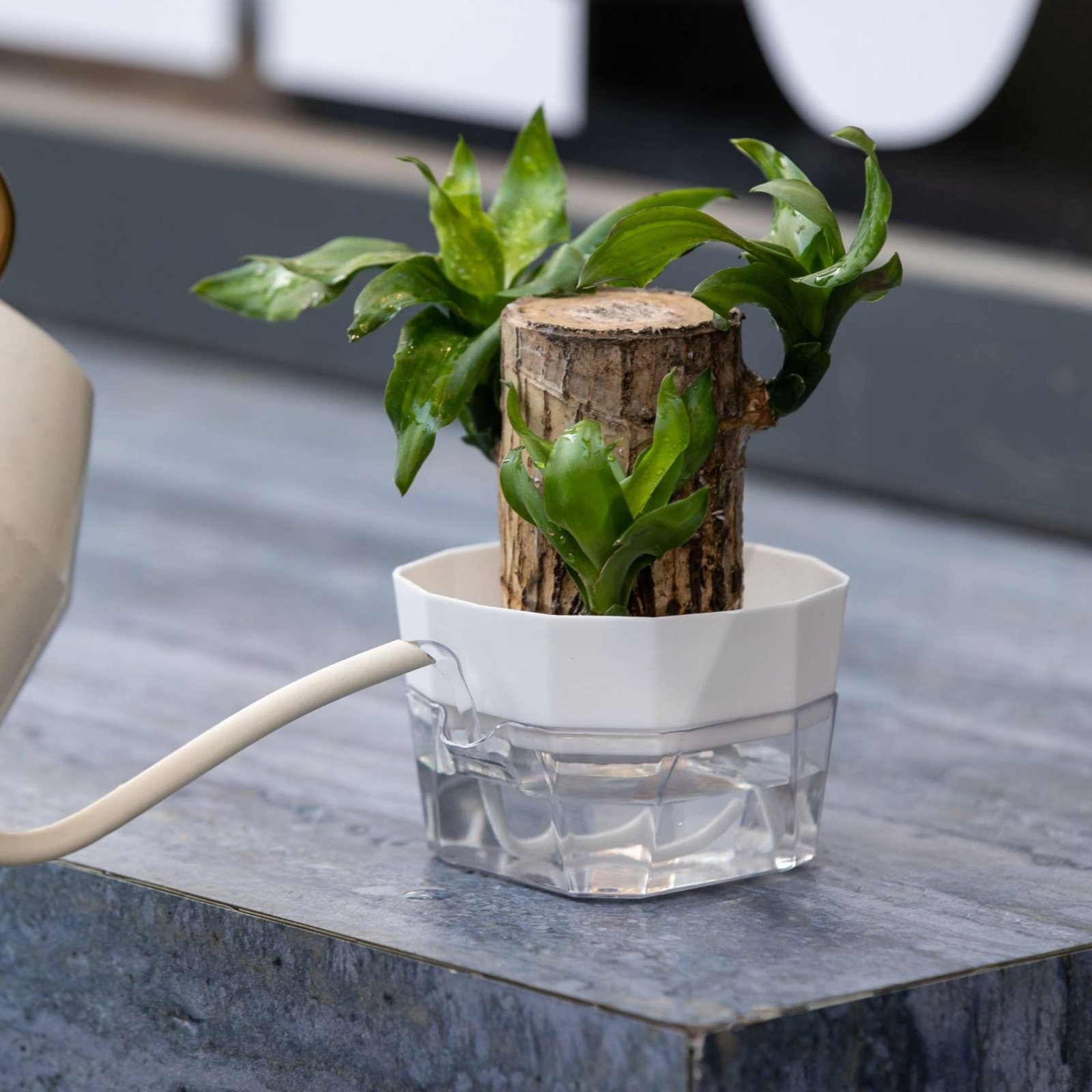 Vaso Idroponico a 2 Livelli pe - Plant Pot recensione e prezzo