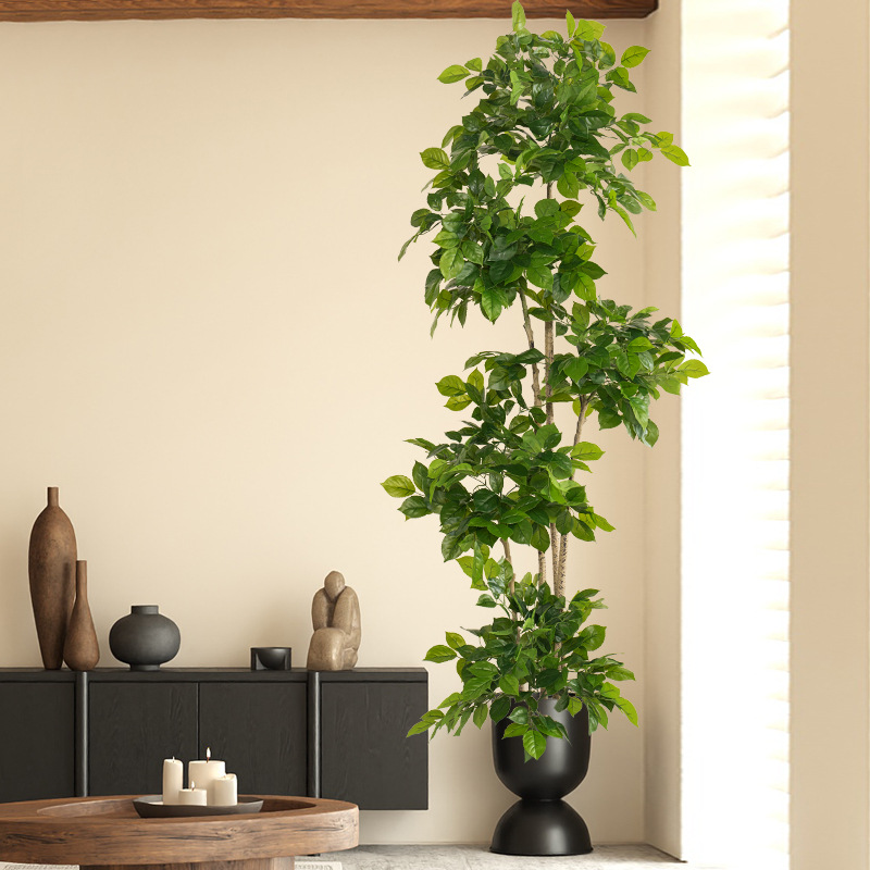 2-78 pollici grandi piante fin - Fiddle Leaf Fig recensione e prezzo