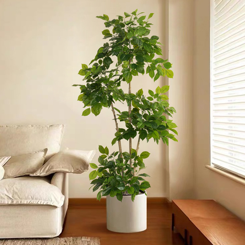 2-78 pollici grandi piante fin - Fiddle Leaf Fig recensione e prezzo