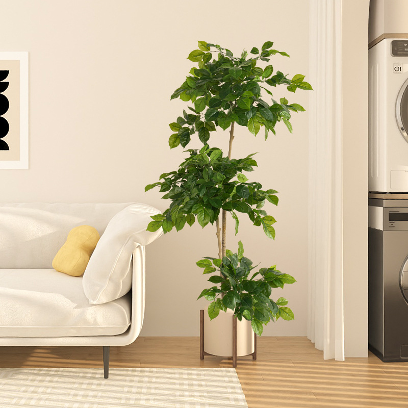 2-78 pollici grandi piante fin - Fiddle Leaf Fig recensione e prezzo
