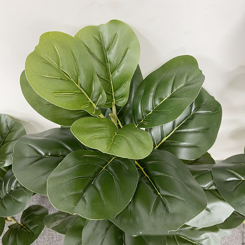 59in grande albero di Ficus pi - Fiddle Leaf Fig recensione e prezzo