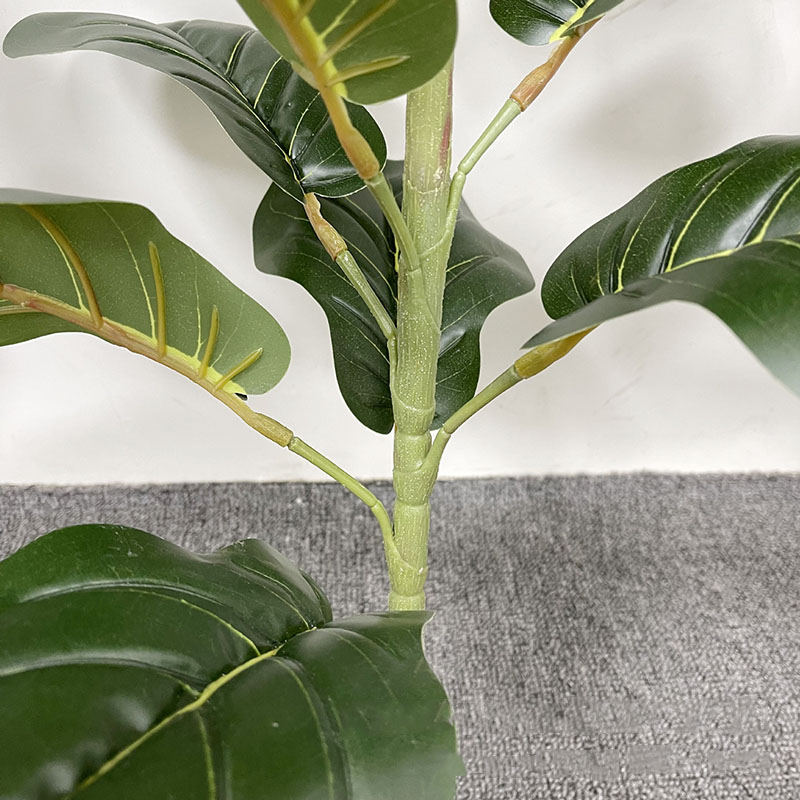 59in grande albero di Ficus pi - Fiddle Leaf Fig recensione e prezzo