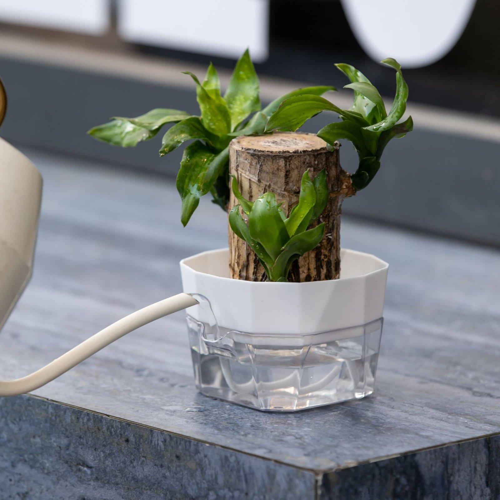 Vaso Idroponico a Due Strati c - Indoor Plants recensione e prezzo