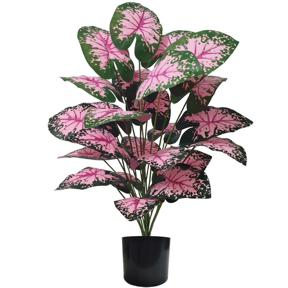 Piante in vaso con foglie rosa - Snake Plant recensione e prezzo