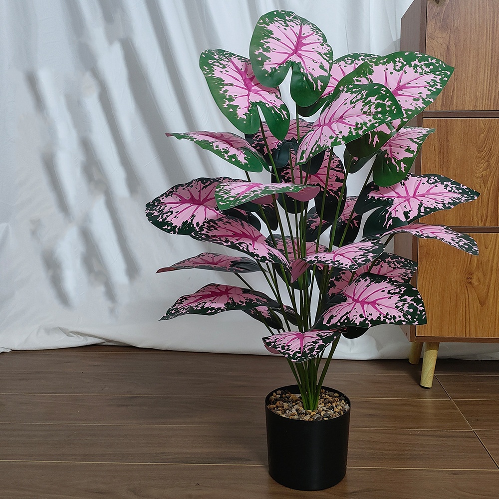 Piante in vaso con foglie rosa - Snake Plant recensione e prezzo