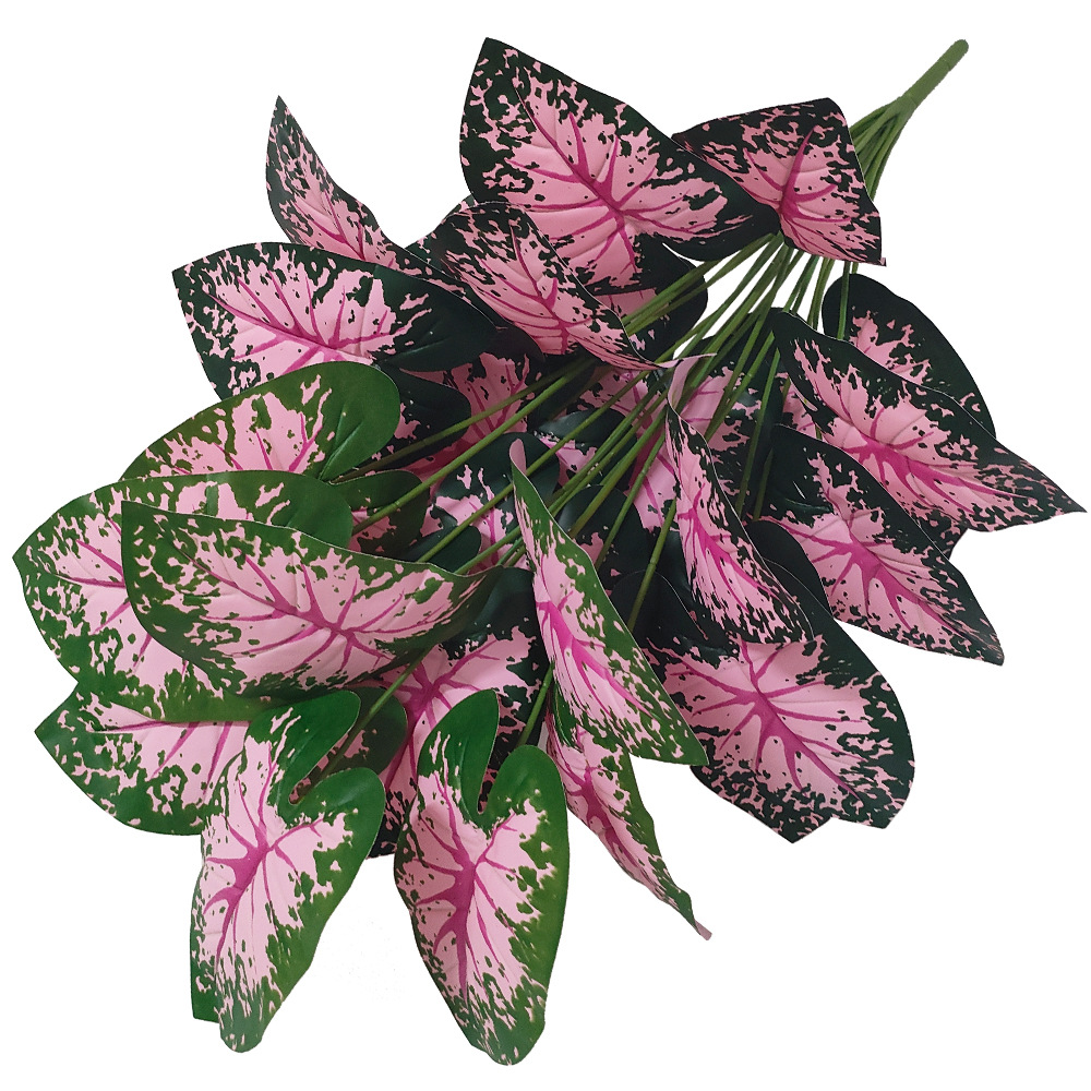 Piante in vaso con foglie rosa - Snake Plant recensione e prezzo
