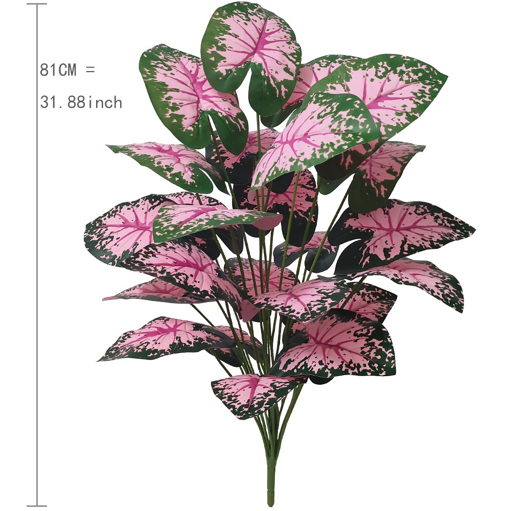 Piante in vaso con foglie rosa - Snake Plant recensione e prezzo