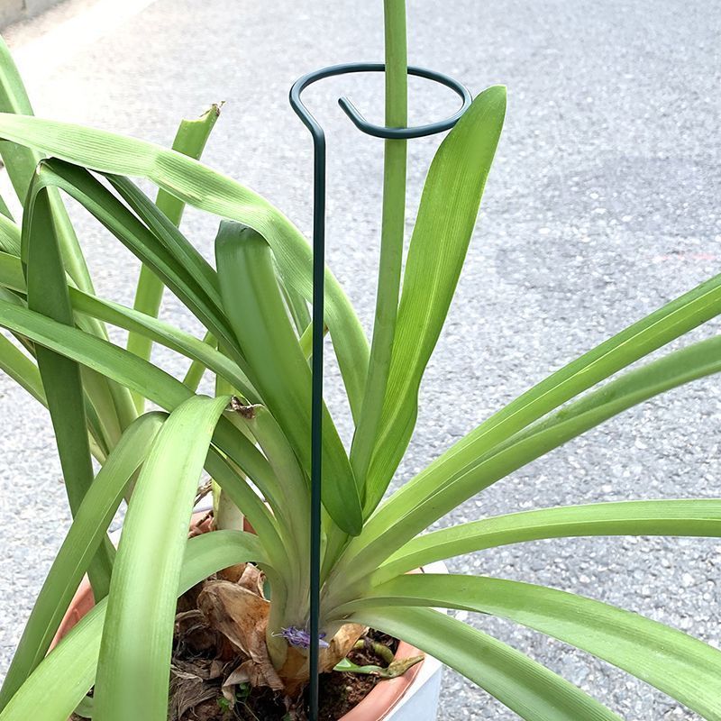 1-10 pezzi in metallo a stelo  - Plant Support Stake recensione e prezzo