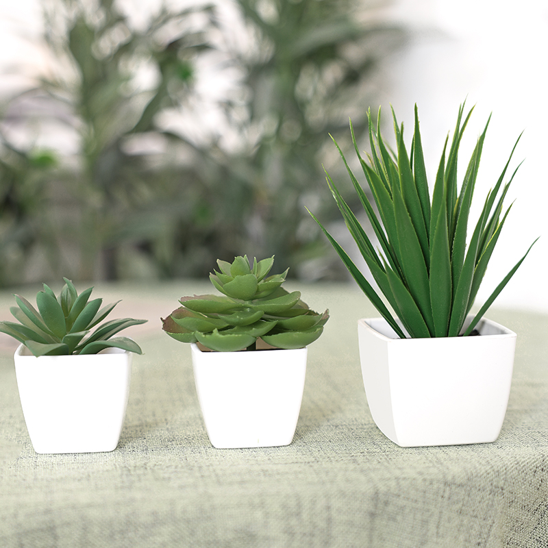 Bonsai di piante sempreverde a - Succulent Set recensione e prezzo