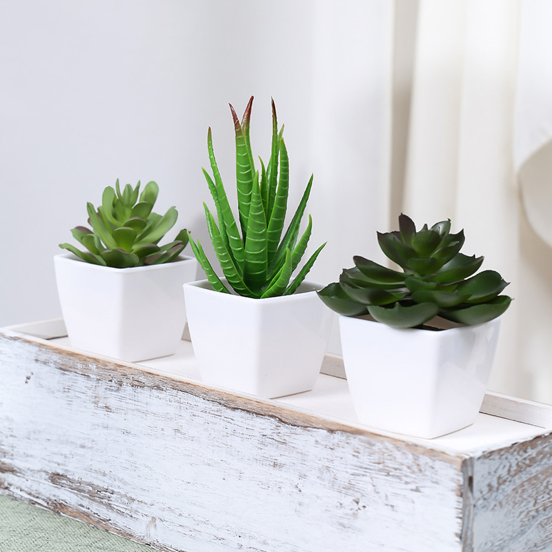 Bonsai di piante sempreverde a - Succulent Set recensione e prezzo
