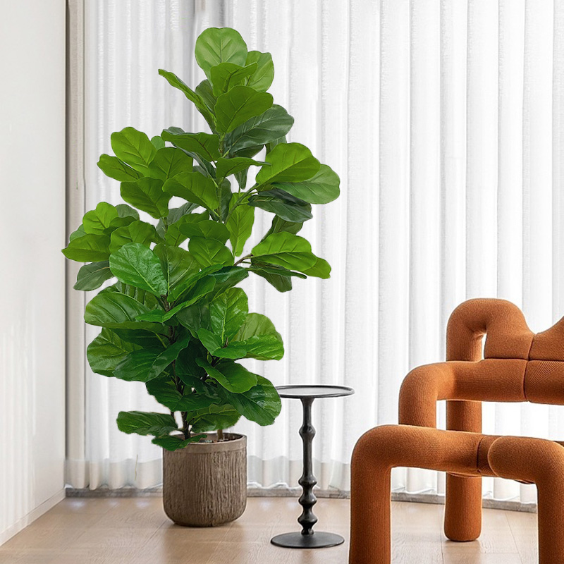 23-41 pollici albero di ficus  - Fiddle Leaf Fig recensione e prezzo
