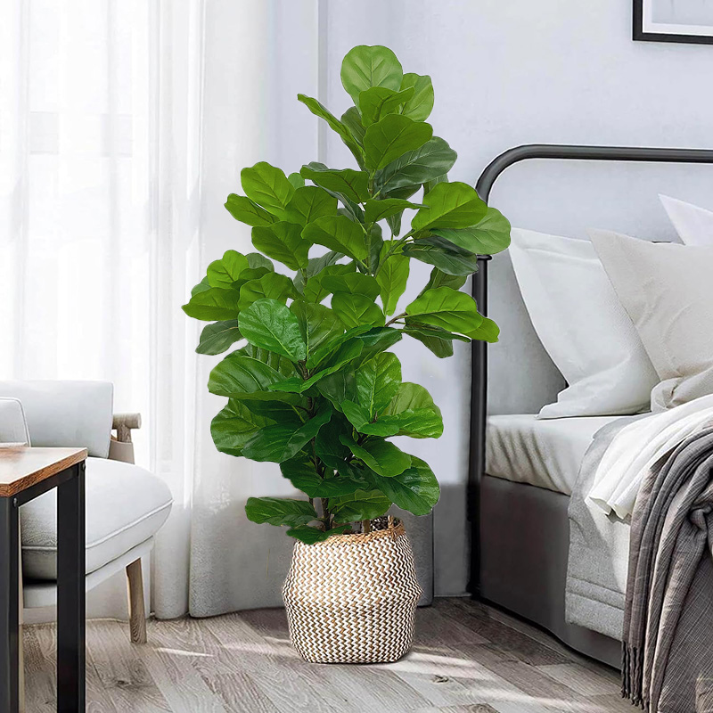 23-41 pollici albero di ficus  - Fiddle Leaf Fig recensione e prezzo