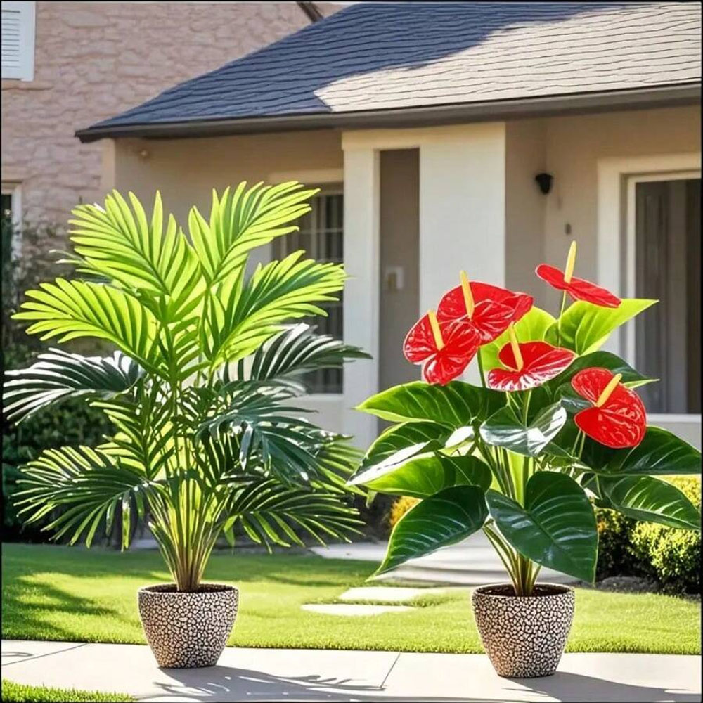 2 set di grandi piante di palm - Fiddle Leaf Fig recensione e prezzo