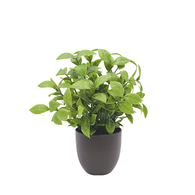 Bonsai Artificiale Verde per D - Succulent Set recensione e prezzo