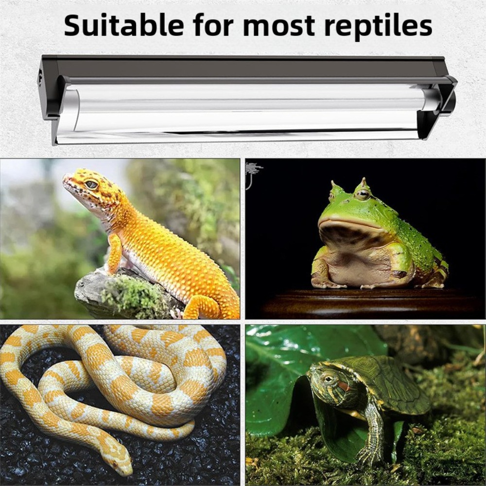 Terrario piantato e rettile Il - Snake Plant recensione e prezzo